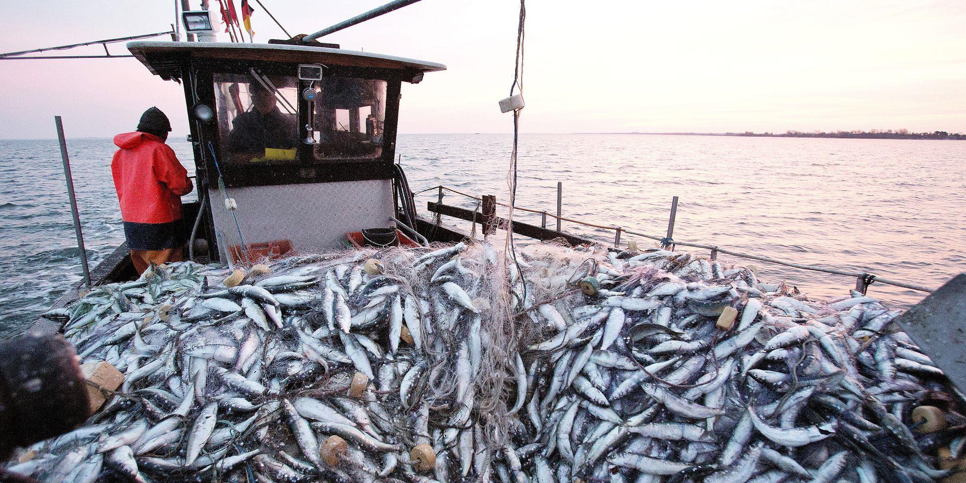اتفاقية الصيد البحري.. المغرب ينفتح على شراكات جديدة تحترم السيادة الكاملة لبعضها البعض