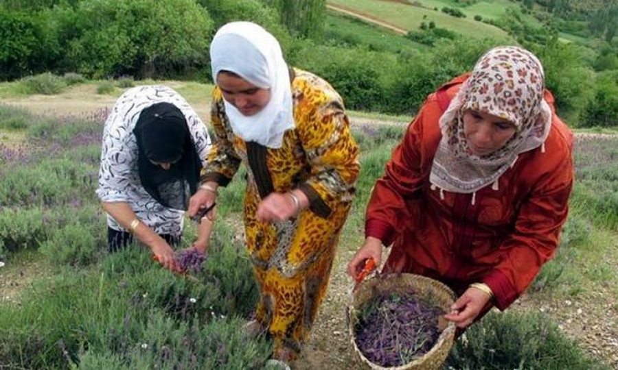 أكثر من 1051 مستفيدة من برنامج التمكين الاقتصادي للنساء القرويات