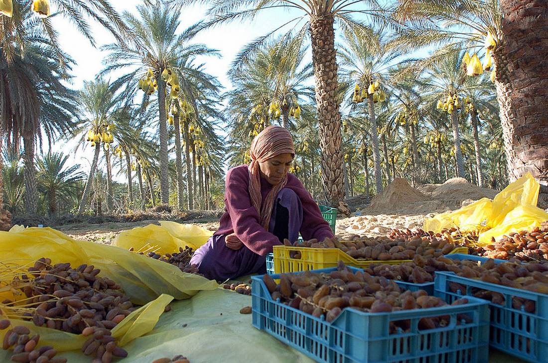 تمور.. المغرب يستقبل ما يفوق 21 % من الصادرات التونسية