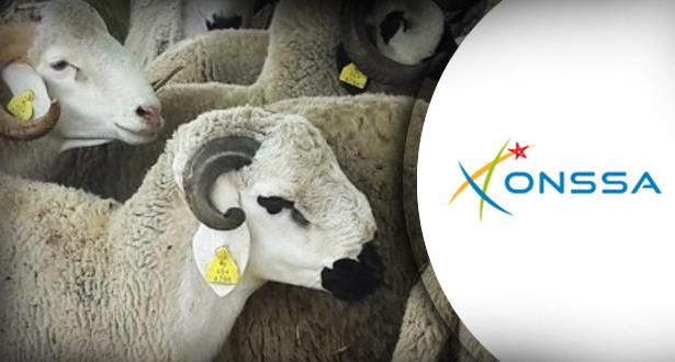“أونسا”: مؤشرات صحية إيجابية رافقت عيد الأضحى بالمملكة