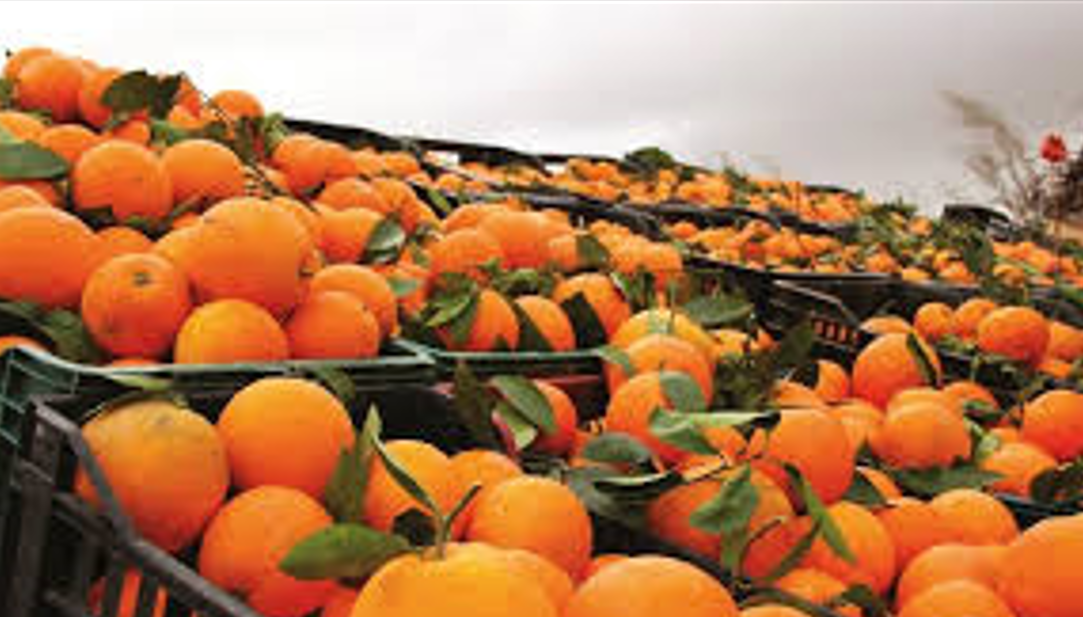 المغرب يسجل رقما جديدا في صادرات الماندارين والكليمانتين إلى ألمانيا