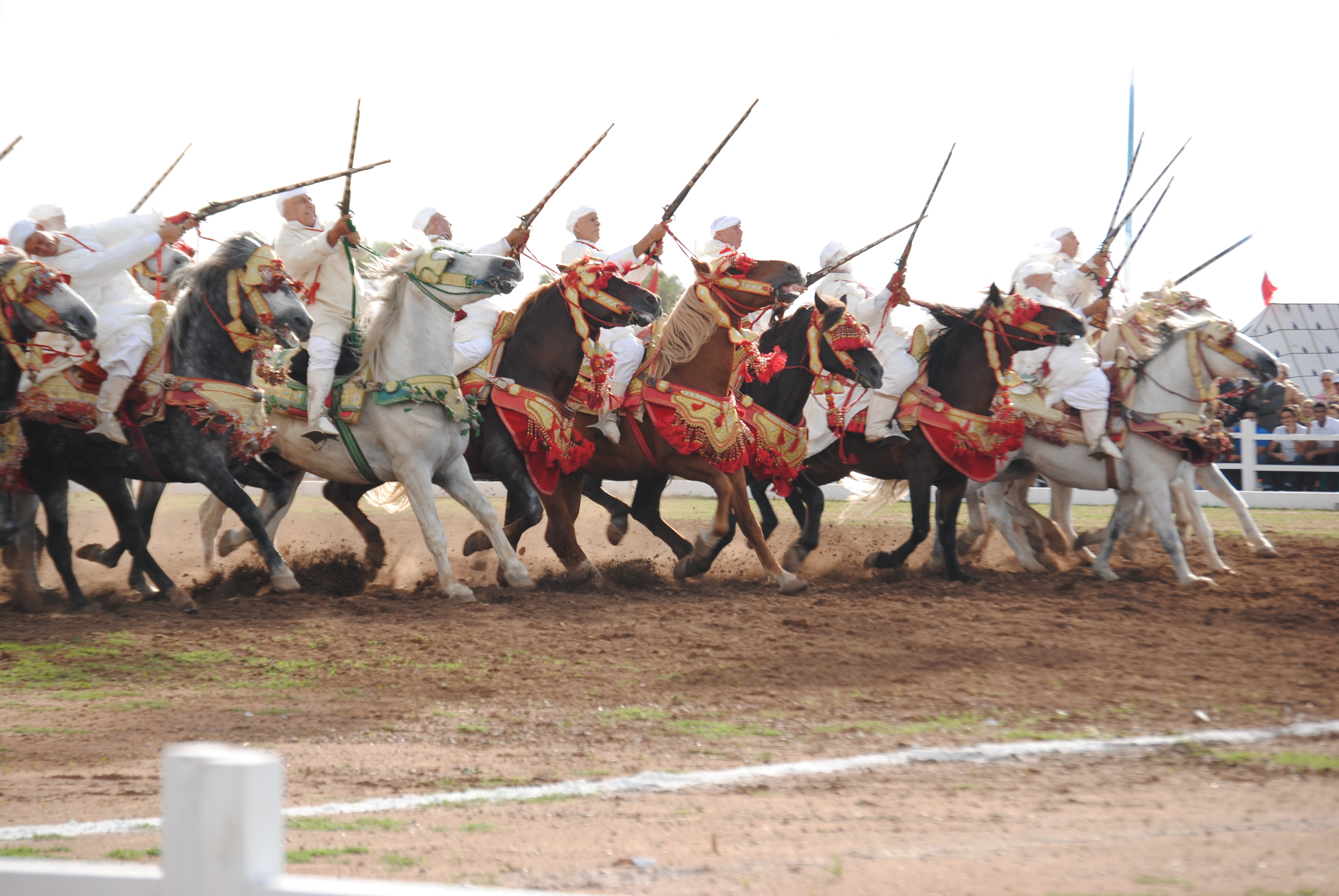 وزارة الفلاحة تكشف عن حلول ذكية لتدبير سلالة الخيول في معرض الجديدة