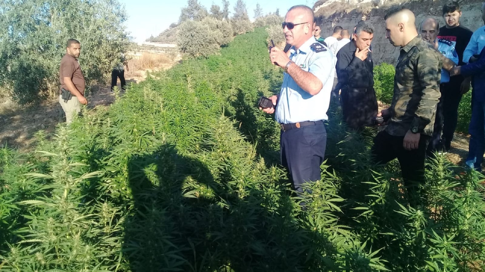 الشرطة الإسرائيلية تداهم أزيد من 160 بيت بلاستيكي لإنتاج "الكيف"
