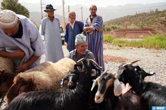 بعد عام على الزلزال.. دعم الفلاحة يعيد بناء الرأسمال الحيواني والتوازن الاقتصادي