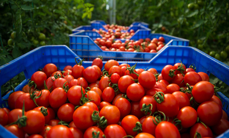 مطالب بإلغاء الرسوم الجمركية على الطماطم المغربية في بريطانيا