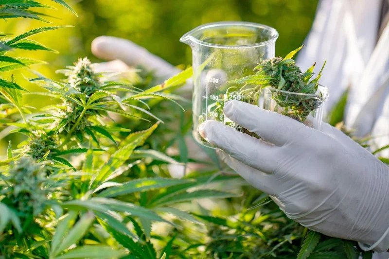 المغرب يواصل التحول الدوائي.. أول علاج من القنب يرى النور قانونيًا