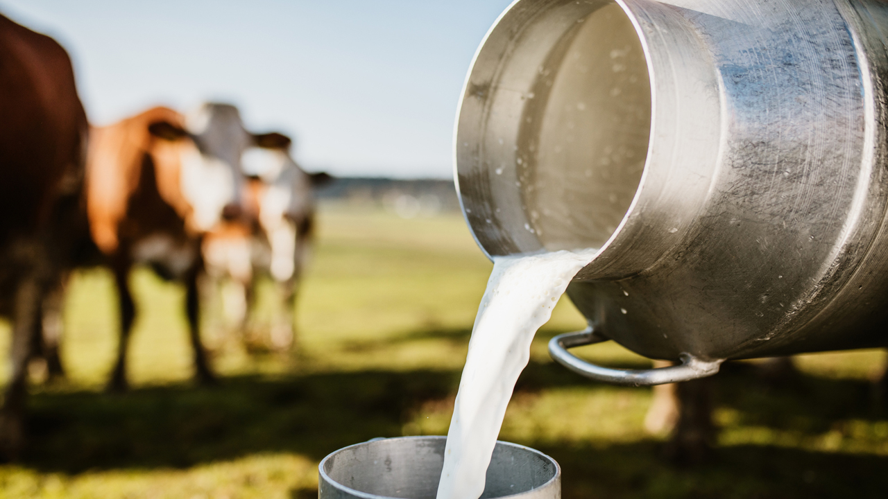 السنغال تتصدر واردات منتجات الألبان المغربية في 2024