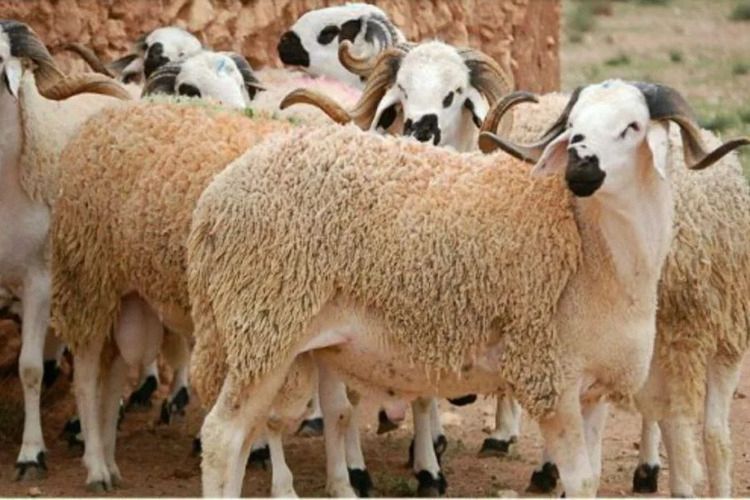 بقيمة 2,42 مليار درهم..580 ألف مستفيد من الدعم المباشر لمربي الماشية