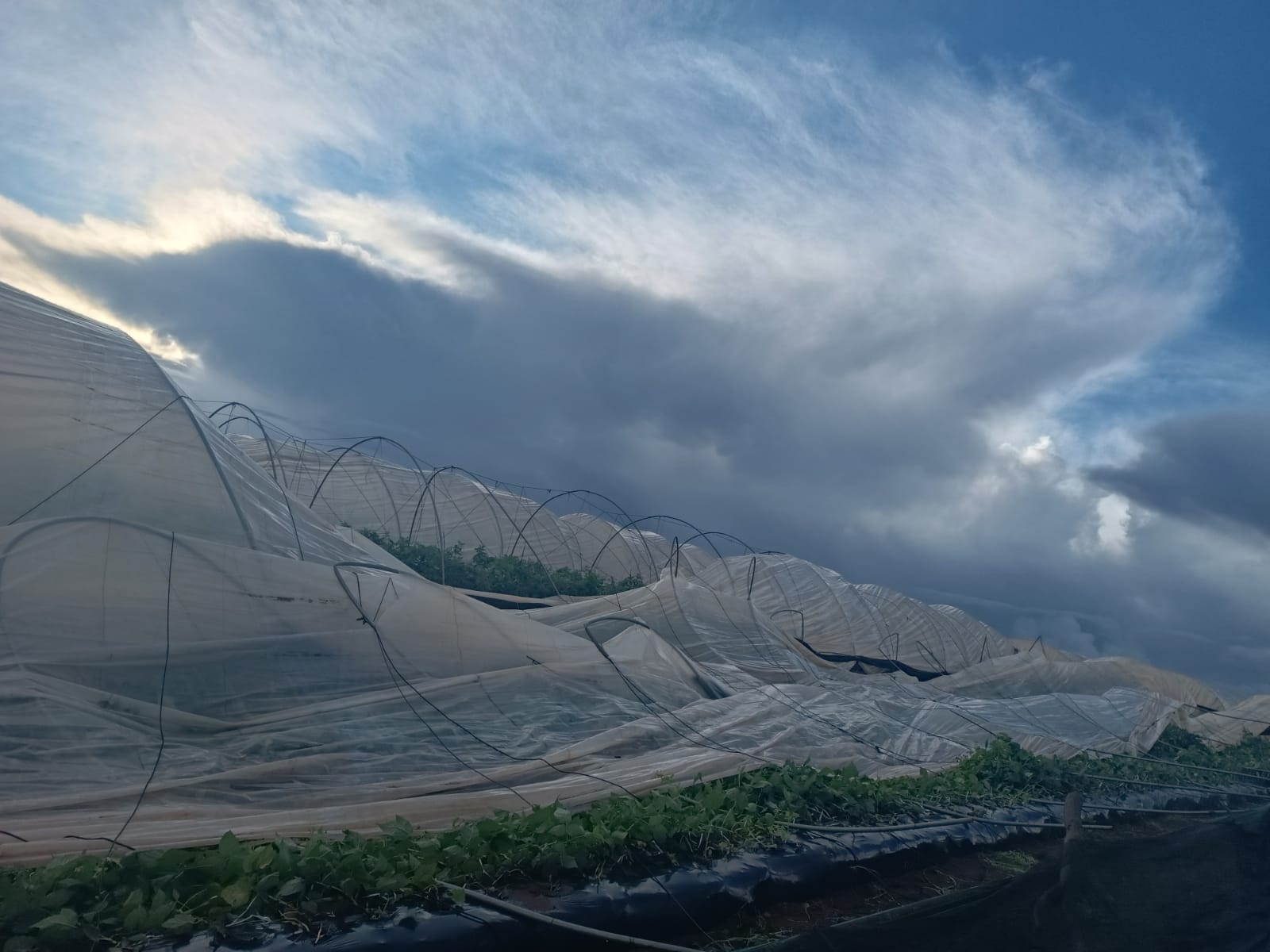 مهنيون لـ"اقتصادكم": تكبدنا خسائر كبيرة في حقول الفواكه الحمراء بسبب الرياح العاصفية