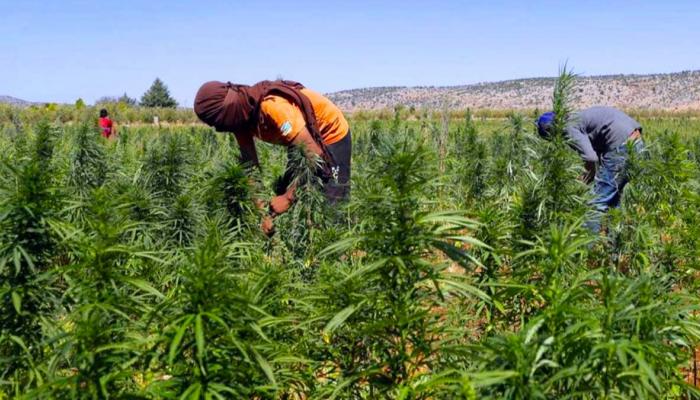 لفتيت: لم يتم إقصاء أي شركة طلبت ترخيص استغلال "الكيف"